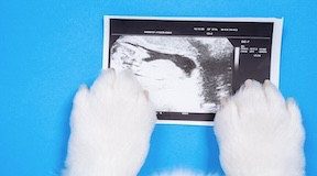 Imagem de ultrasom sob as patas de canina