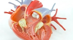 Imagem anatômica mostrando às válvulas cardíacas