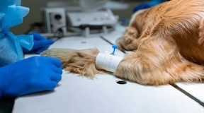 Cão anestesiado
